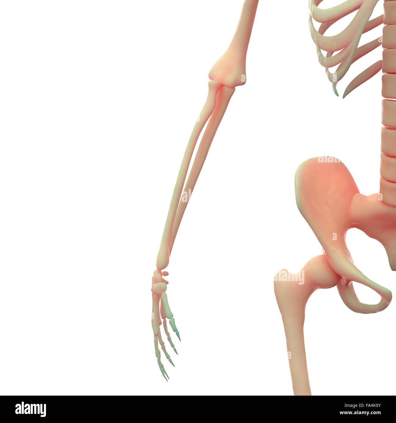 Scheletro umano anatomia del sistema Foto Stock