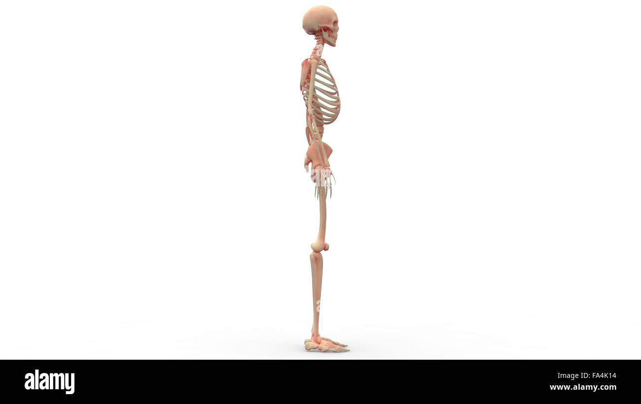 Scheletro umano anatomia del sistema Foto Stock
