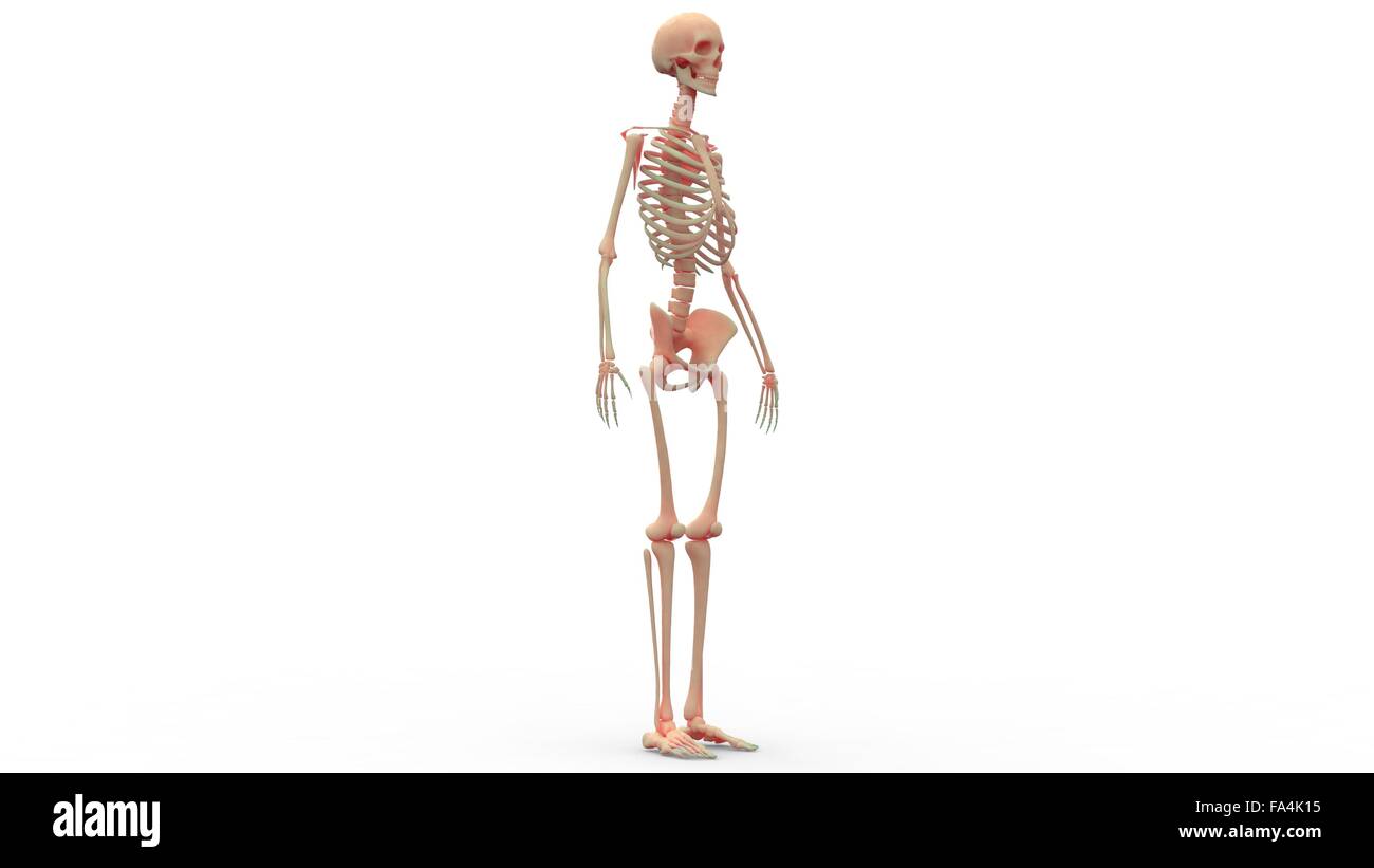 Scheletro umano anatomia del sistema Foto Stock