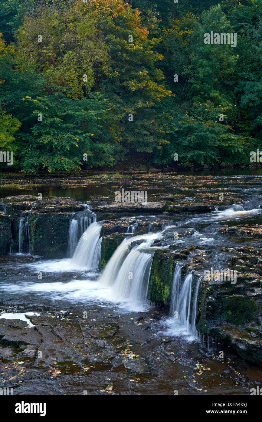 Tomaia Aysgarth Falls - Yorkshire Dales, England, Regno Unito Foto Stock