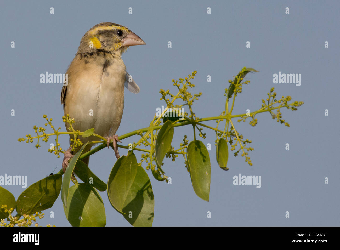 Baya Weaver (Ploceus philippinus) Foto Stock