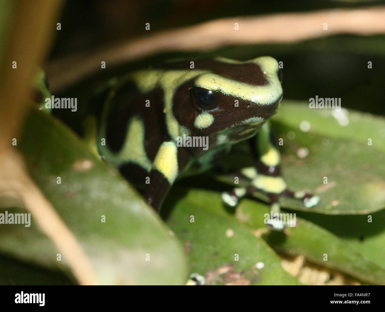 Costa Rican morph del verde e nero poison dart (rana Dendrobates auratus) Foto Stock
