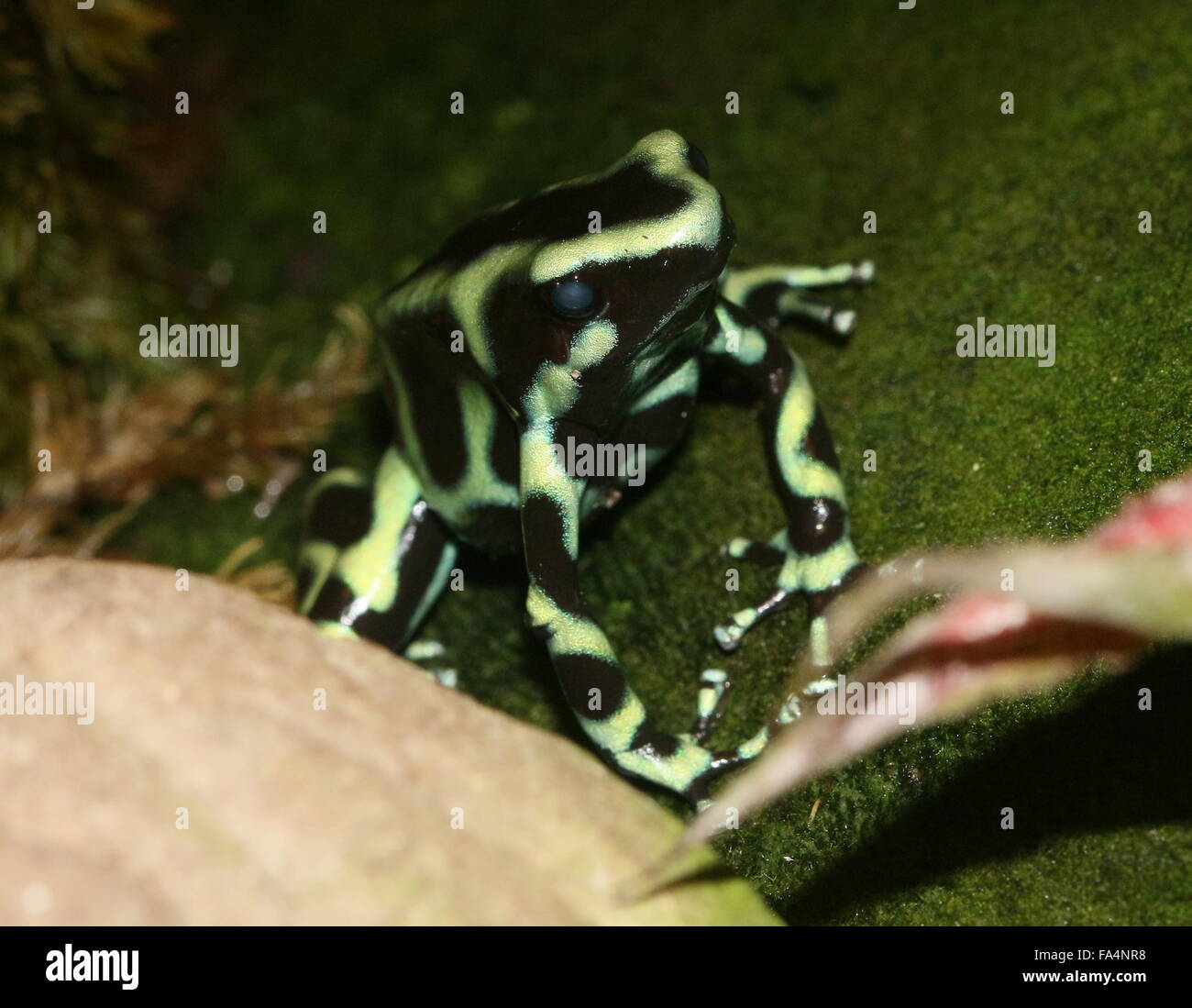 Costa Rican morph del verde e nero poison dart (rana Dendrobates auratus) Foto Stock