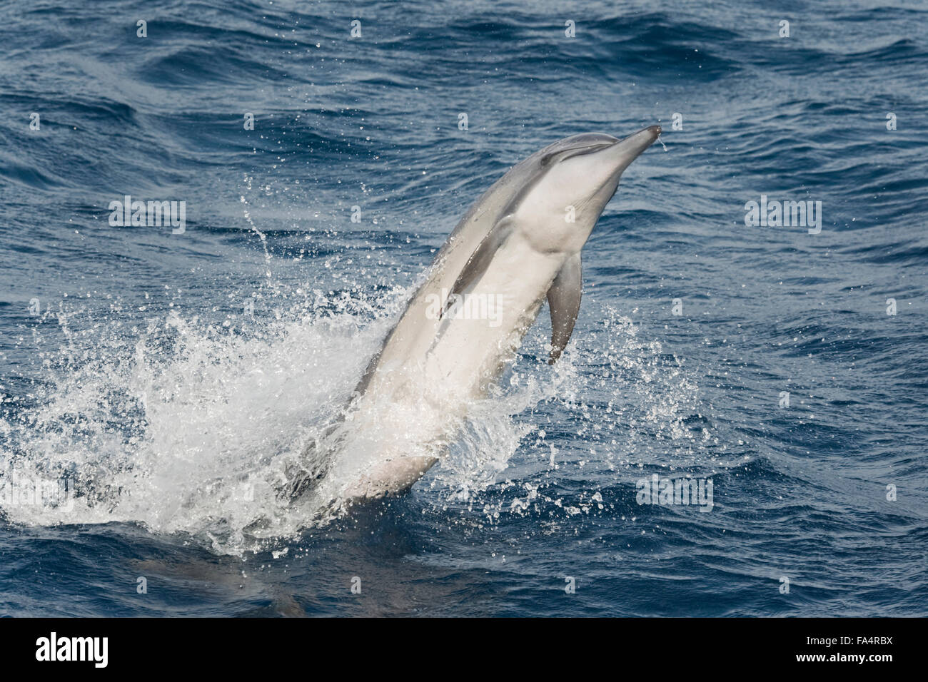 Hawaiian/Gray Spinner il Delfino Stenella longirostris, filatura, Maldive, Oceano Indiano. Foto Stock