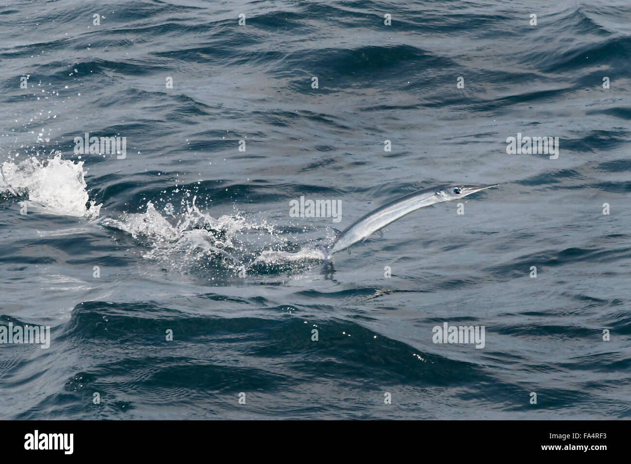 Needlefish specie, saltando per evitare un predatore, Maldive, Oceano Indiano Foto Stock