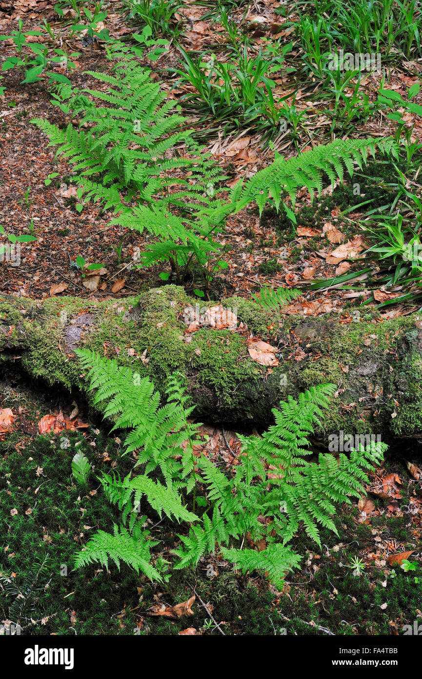 Signora alpino-fern (Athyrium distentifolium) nella foresta Foto Stock