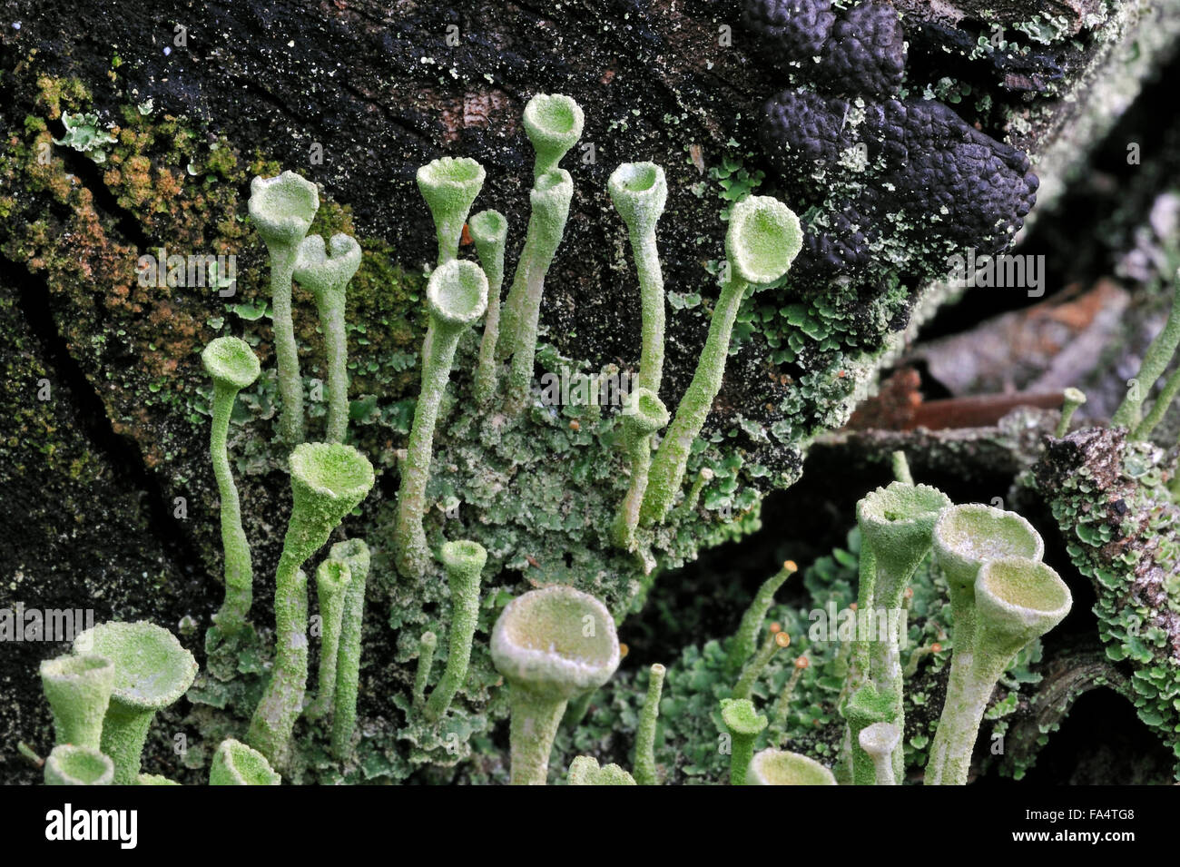 Pixie-cup lichen / polvere di tromba lichen (Cladonia fimbriata) cresce su legno di marcio tronco di albero Foto Stock