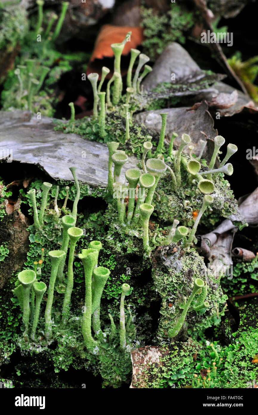 Pixie-cup lichen / polvere di tromba lichen (Cladonia fimbriata) cresce su legno di marcio tronco di albero Foto Stock