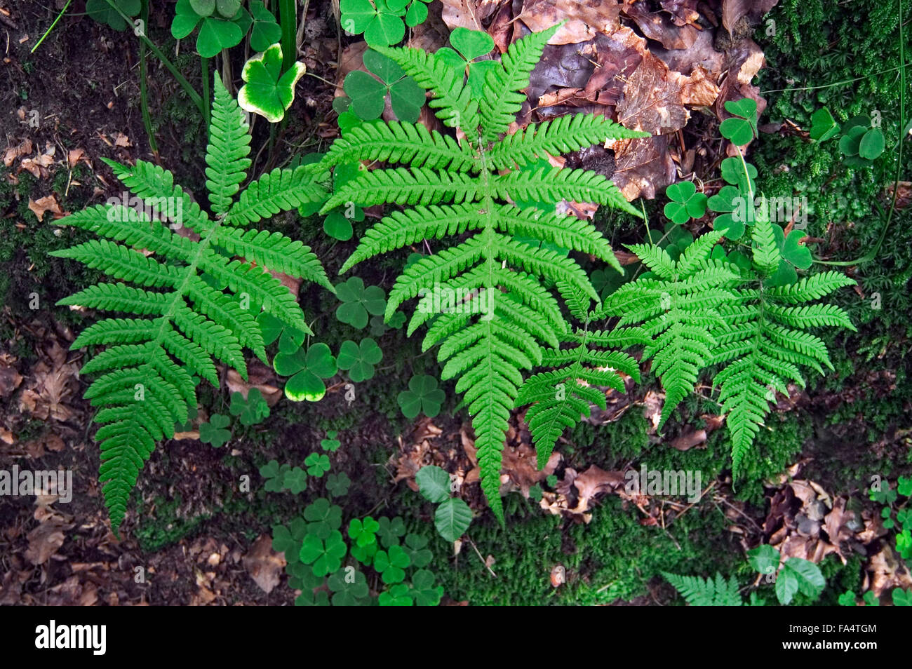 Beechfern Lunghi / Lunghi felce faggio / faggio settentrionale fern (Phegopteris connectilis / Dryopteris phegopteris) Foto Stock