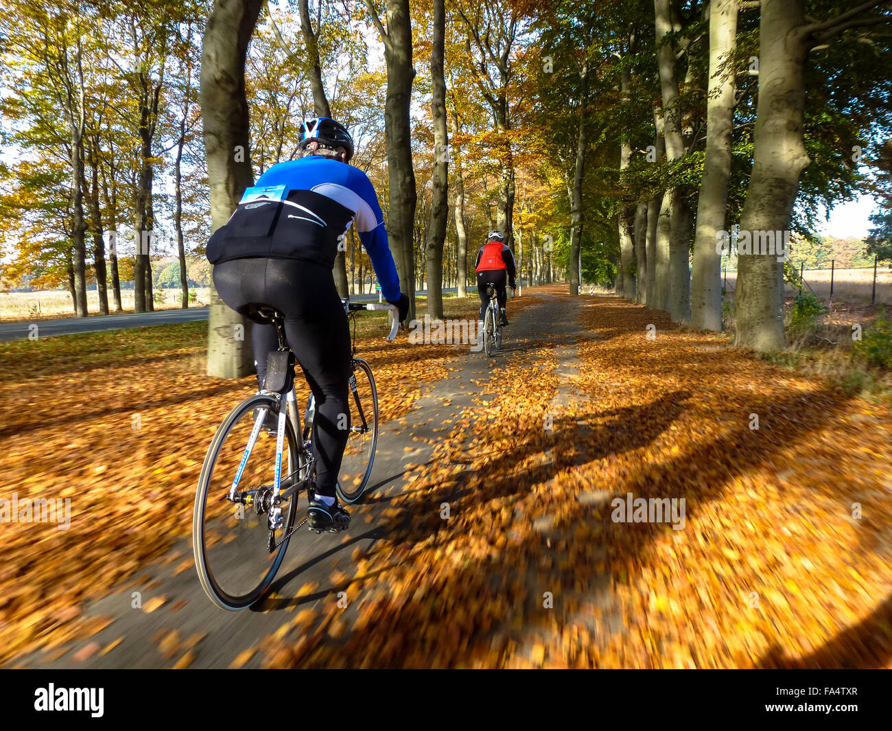 I ciclisti su racebikes in forst a cadere in Olanda Foto Stock