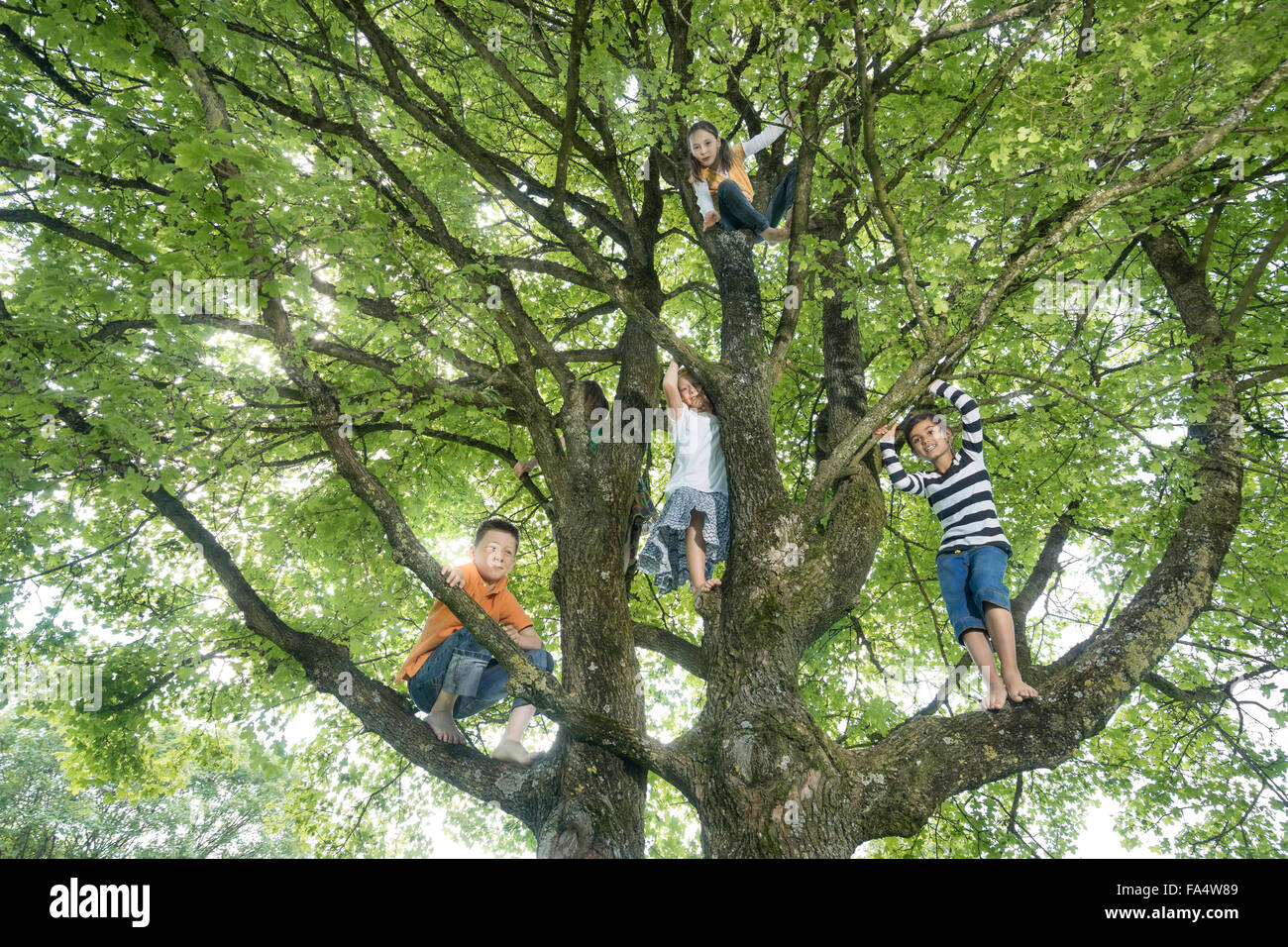 Bambini arrampicata sugli alberi, Monaco di Baviera, Germania Foto Stock