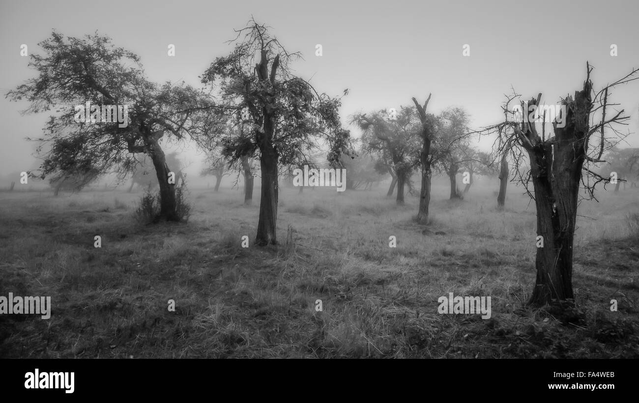 Immagine in bianco e nero di un Prugna frutteto nella nebbia. Foto Stock