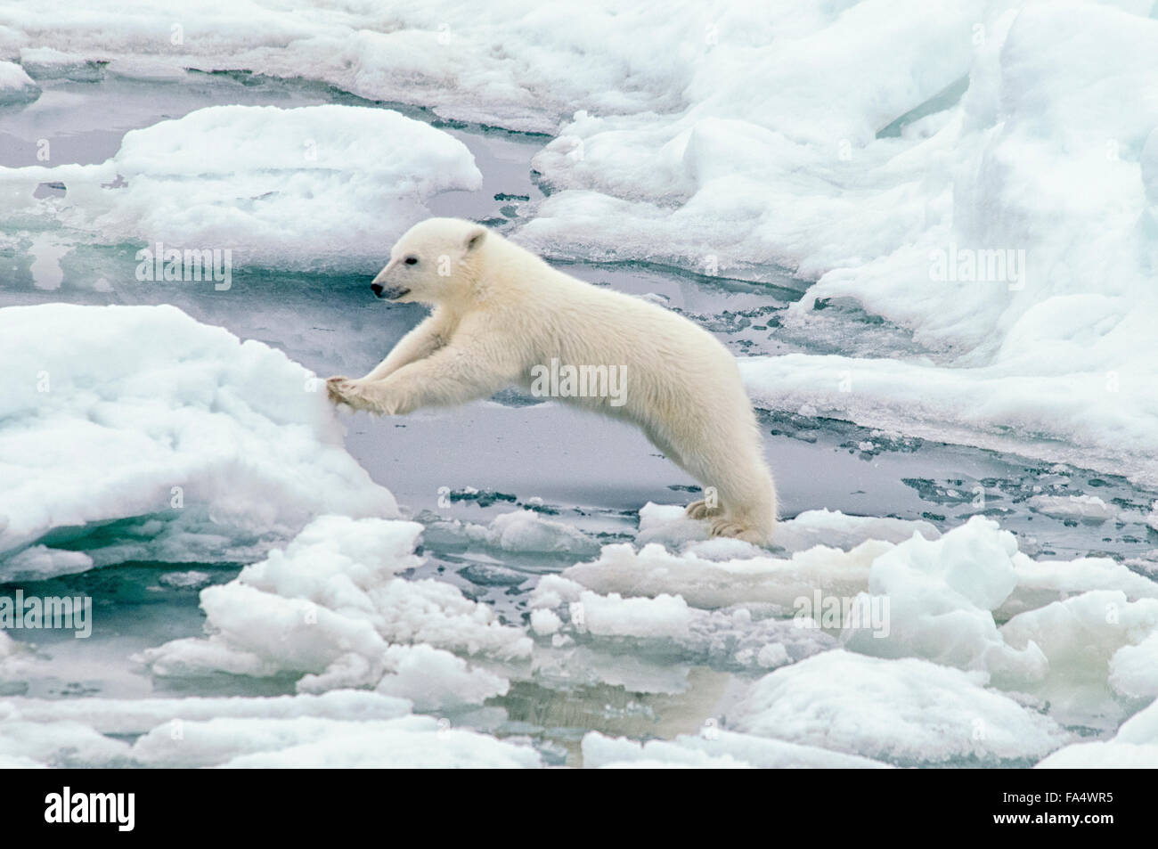 Carino Polar Bear Cub, Ursus maritimus, saltando da un glaçon sul Olgastretet Pack ghiaccio, arcipelago delle Svalbard, Norvegia Foto Stock
