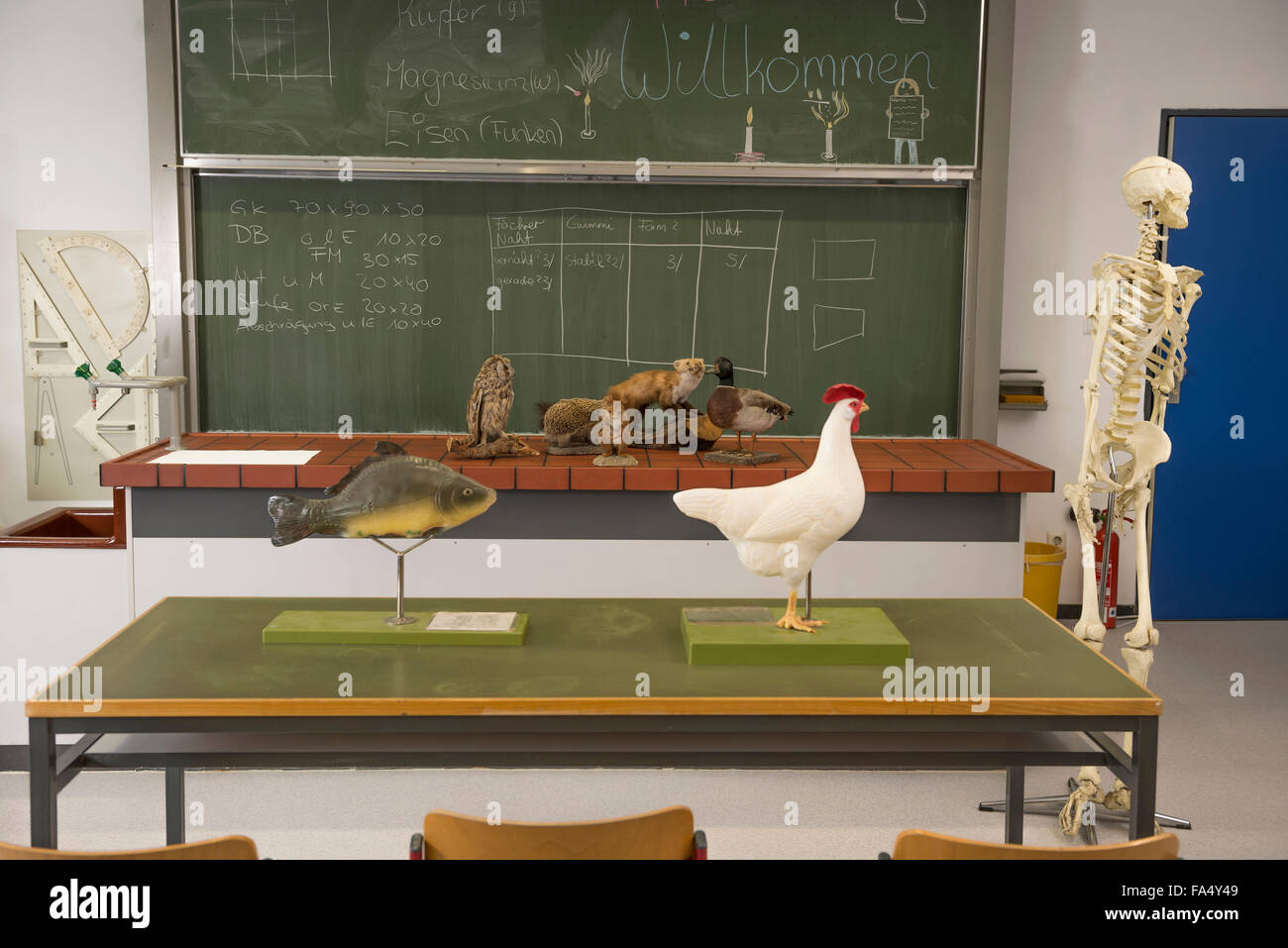 Animali imbalsamati e scheletro umano per esperimenti in una classe di biologia, Fürstenfeldbruck, Baviera, Germania Foto Stock