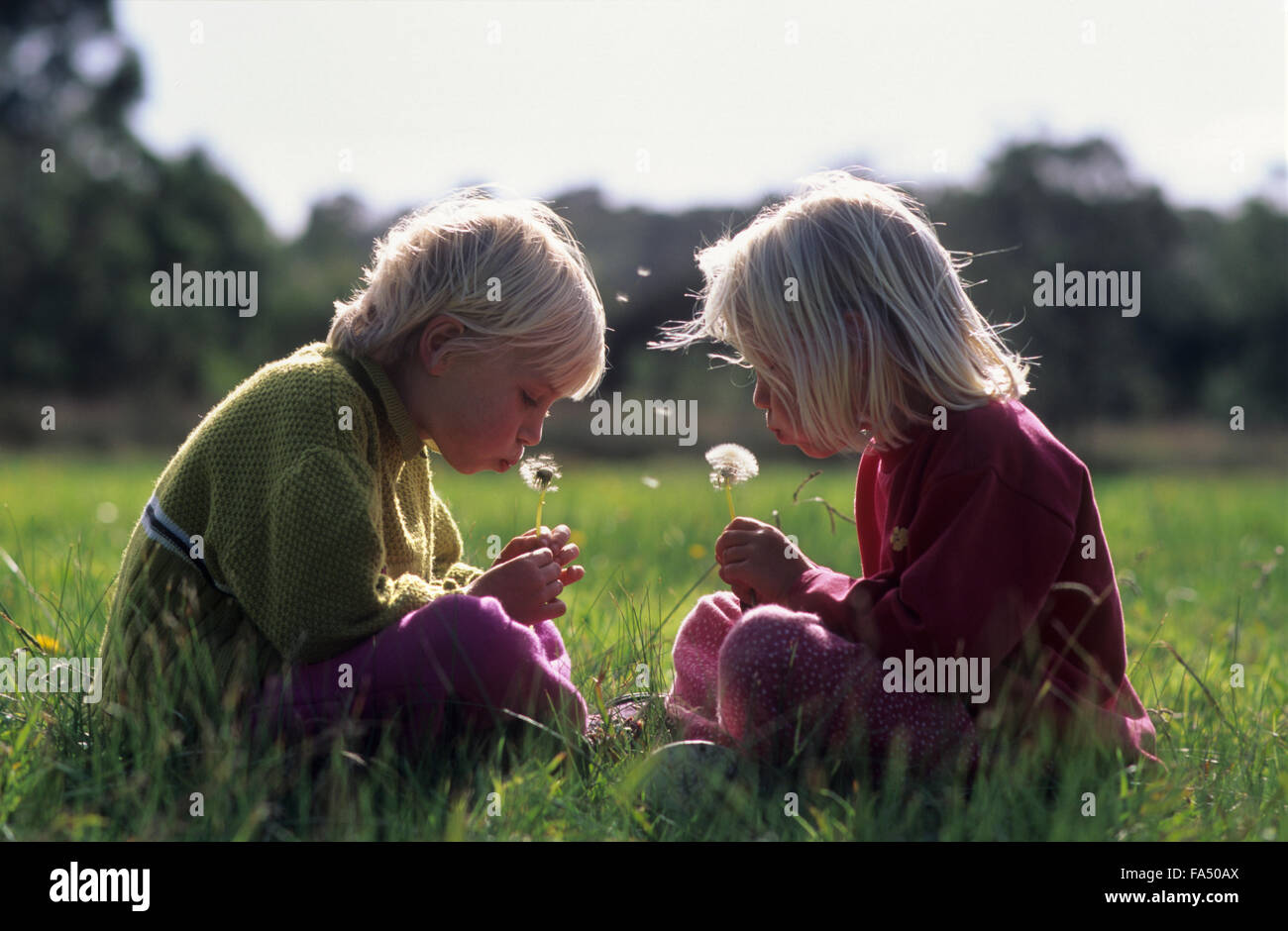 Due bambini seduti in un campo di soffiaggio orologi di tarassaco. Foto Stock