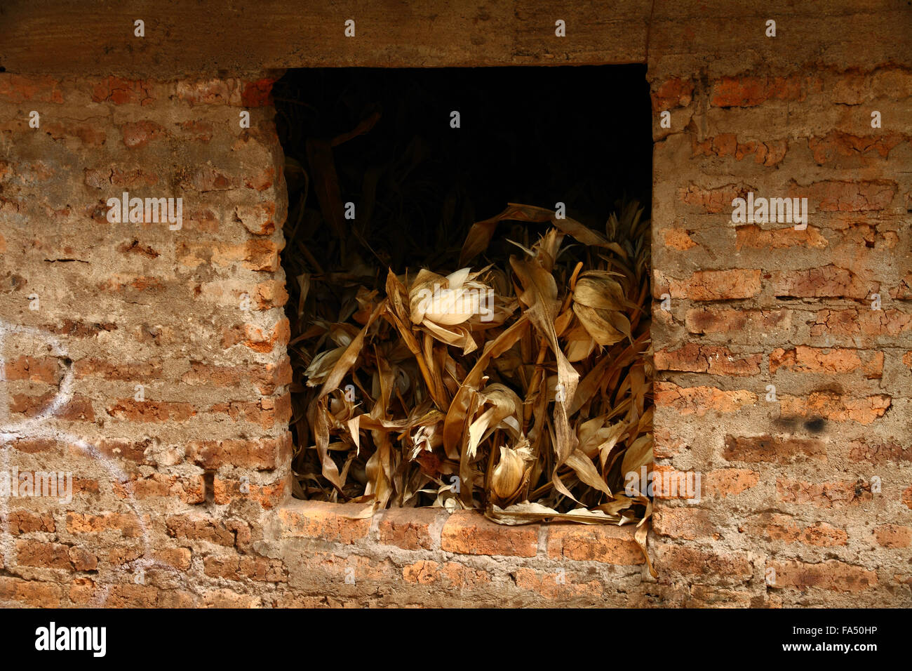 Il mais e cartocci visibile attraverso una finestra in un mattone capannone per il rimessaggio. Foto Stock