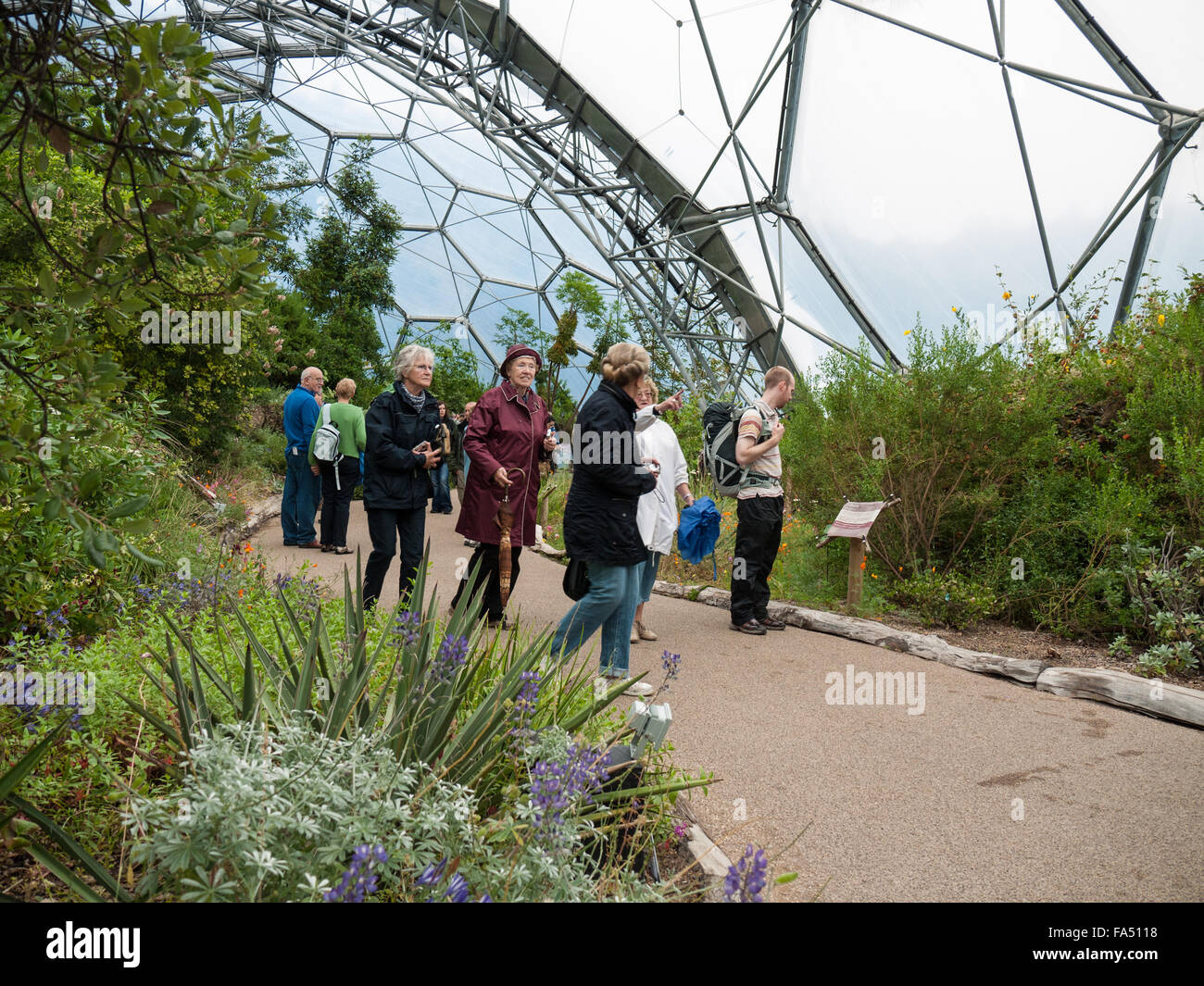 All'interno del biomi, Bio-cupole a progetto Eden, Bodelva, Cornwall, Inghilterra, Regno Unito. Foto Stock