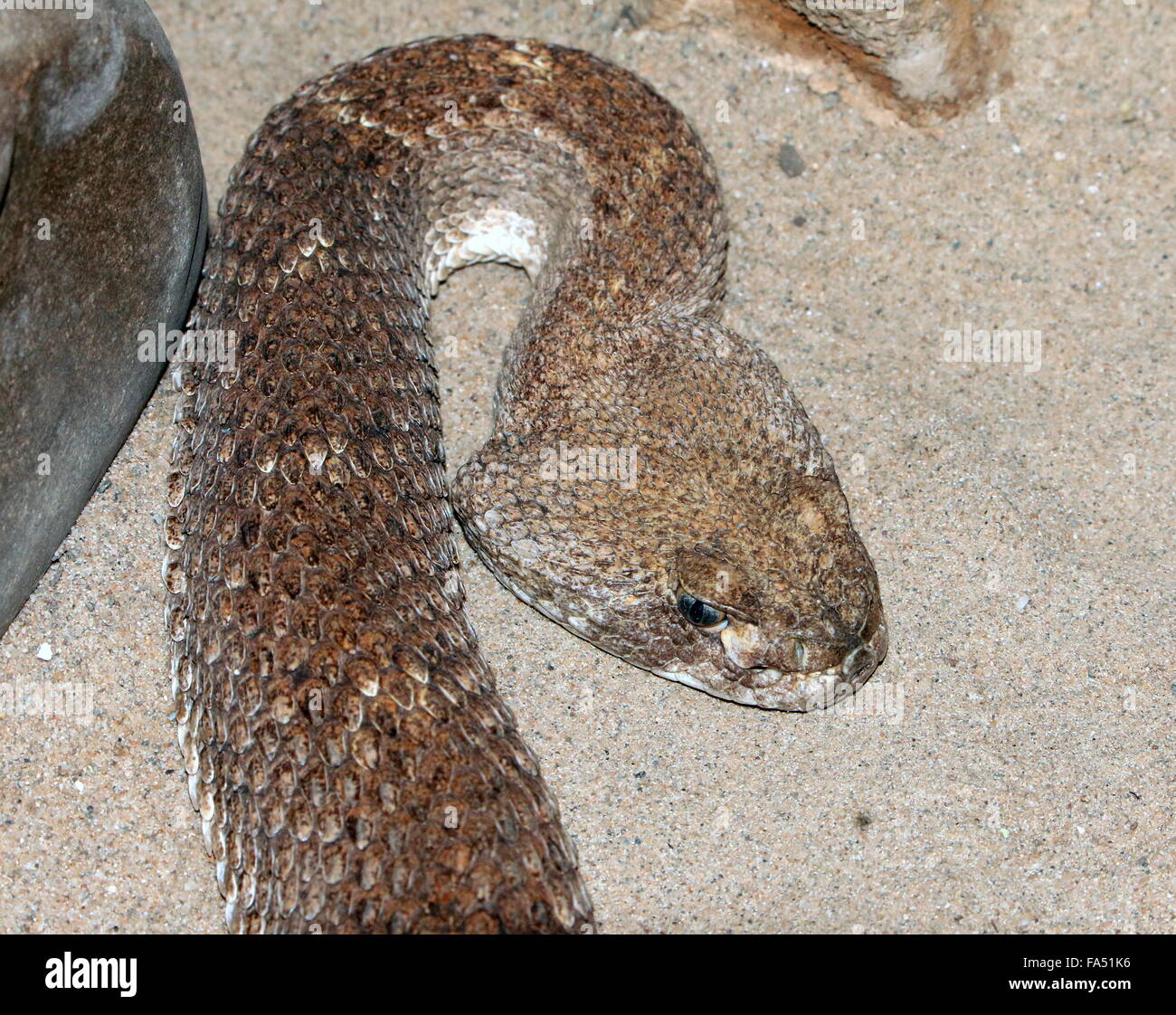 Texas Western diamondback rattlesnake (Crotalus atrox) nativo del sud USA e Messico Foto Stock
