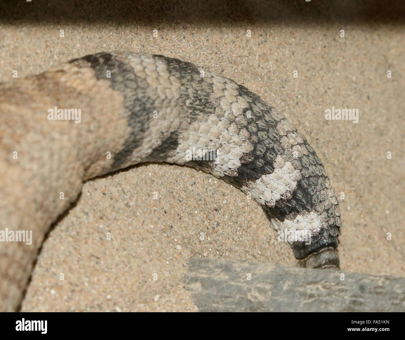 Texas Western diamondback rattlesnake (Crotalus atrox) nativo del Sud e gli Stati Uniti del Messico, close-up della coda Foto Stock