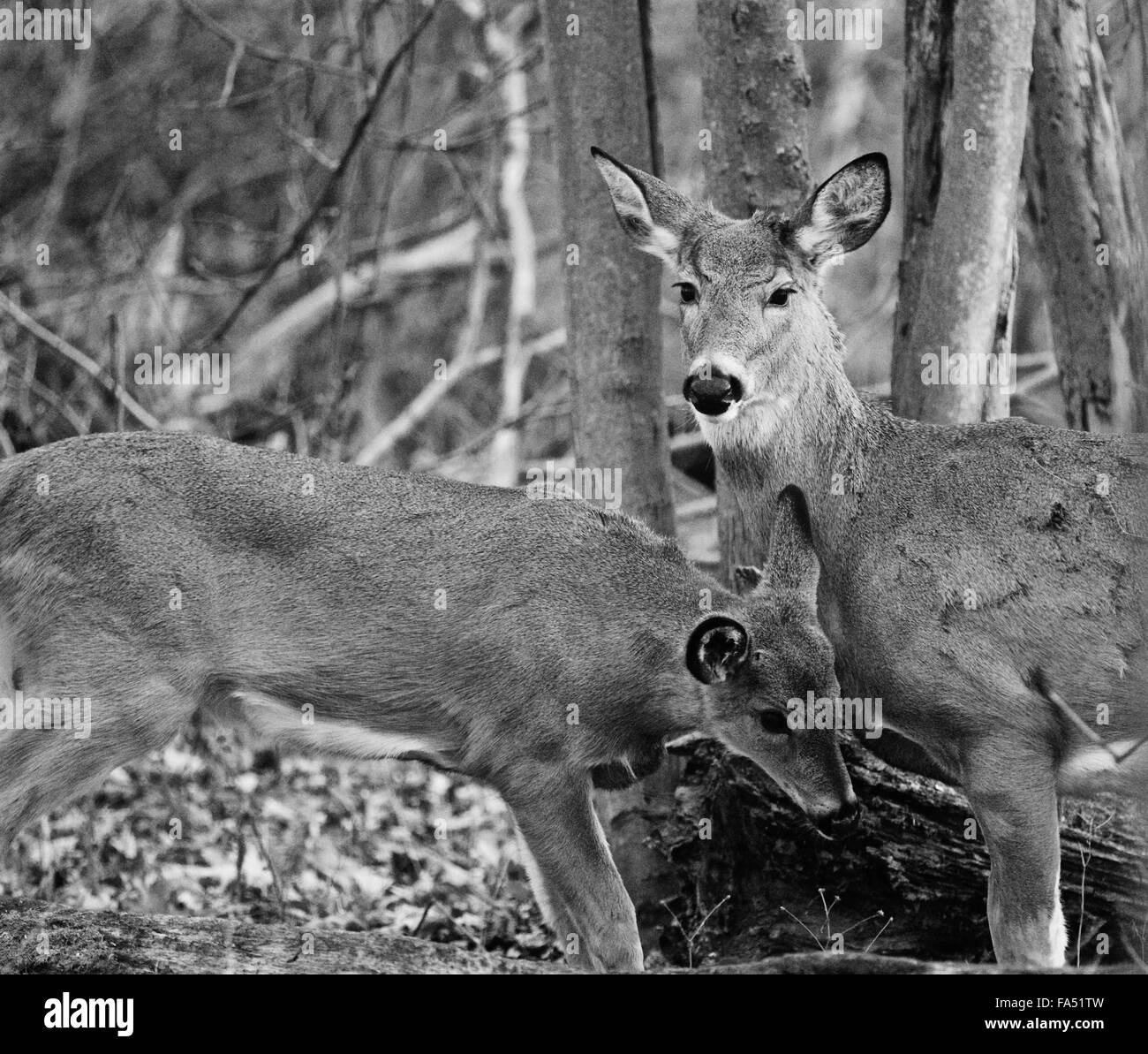 Bella immagine in bianco e nero con una coppia di cervi selvatici nella foresta Foto Stock