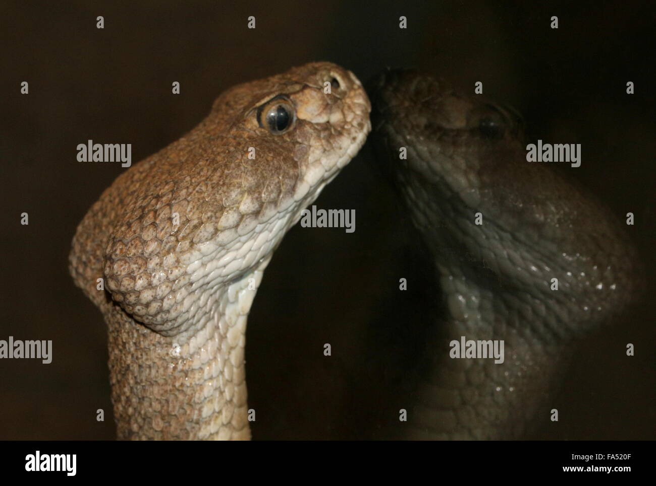 Texas Western diamondback rattlesnake (Crotalus atrox) nativa per il Southern USA e Messico, testa riflessa nel vetro del contenitore Foto Stock