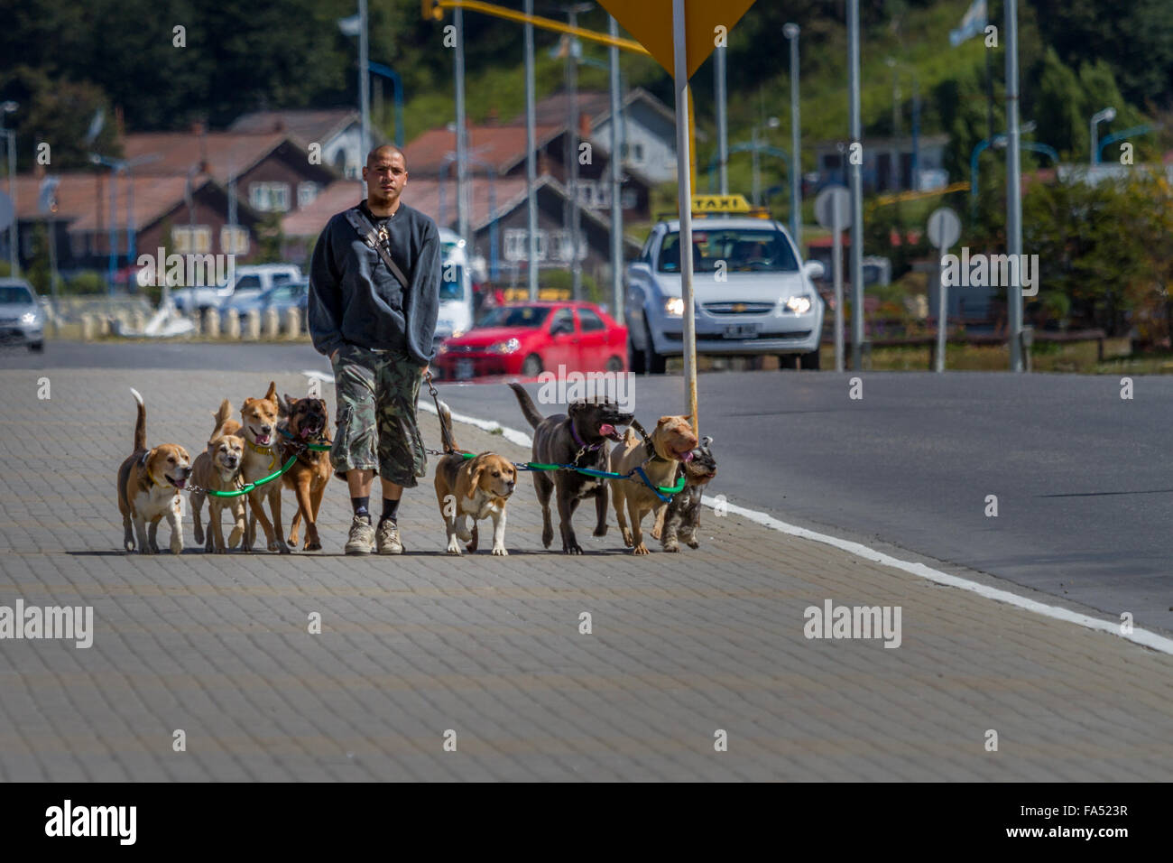 Argentininian lifestyle: dog walker camminando otto cani su un filo giù per una strada trafficata, Ushuaia, Argentina, Sud America Foto Stock