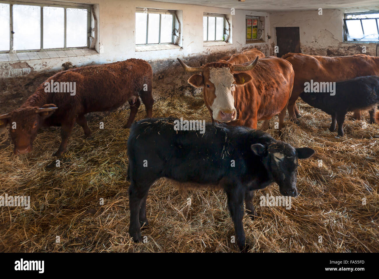 Salers bovini, vitello Angus davanti, stabile con paglia, Media Franconia, Baviera, Germania Foto Stock