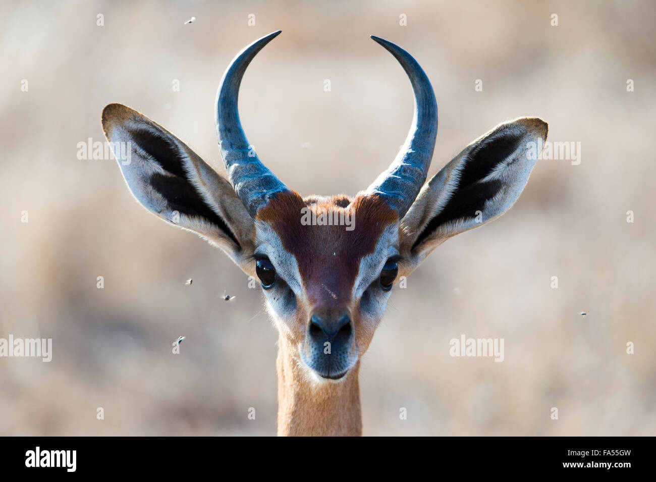 Waller la gazzella, anche gerenuk o giraffe a collo (antilope Litocranius walleri), ritratto, parco nazionale orientale di Tsavo, Kenya Foto Stock