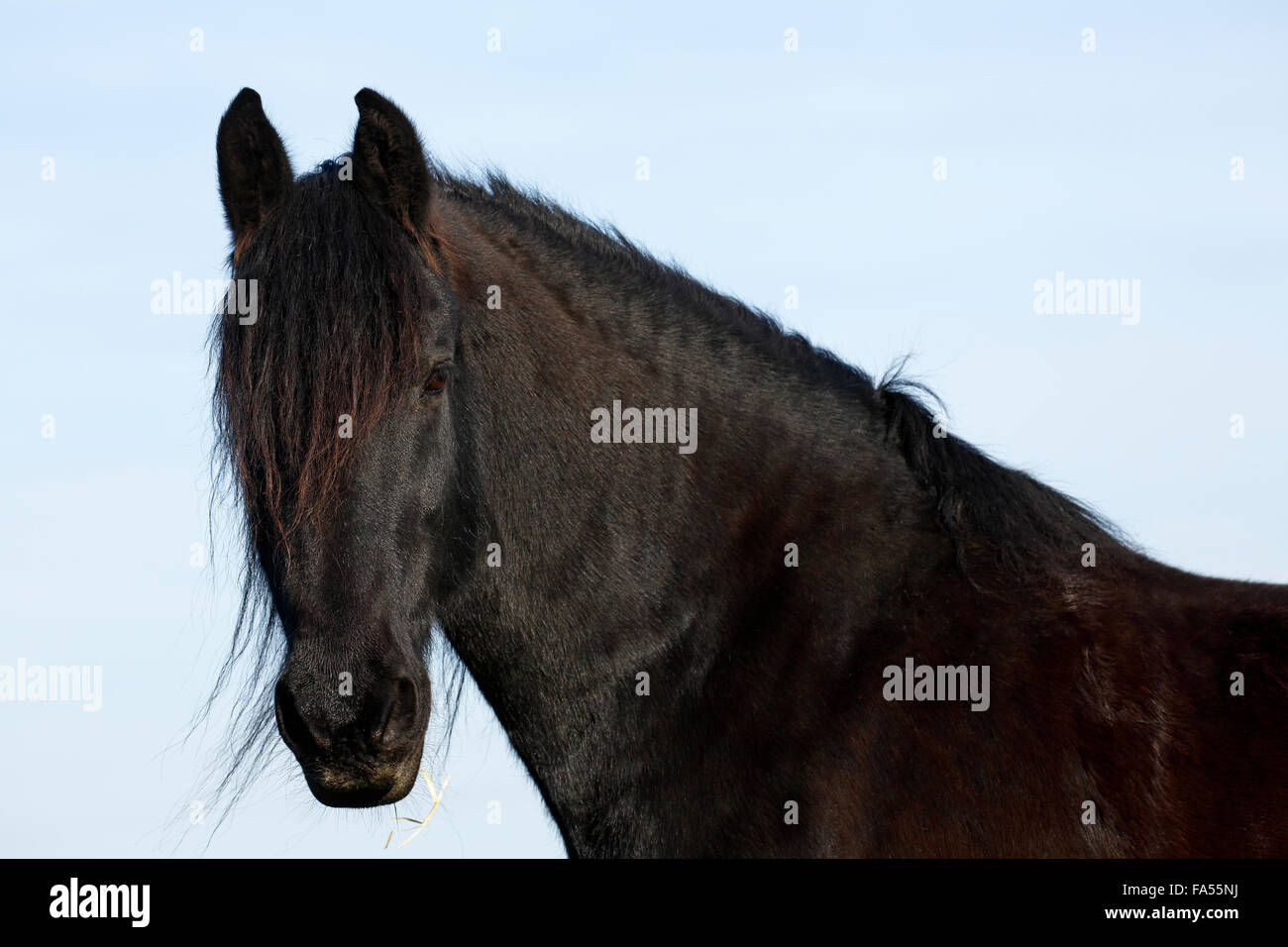 Cavallo nero (Equus przewalskii f. Caballus) castrazione Foto Stock