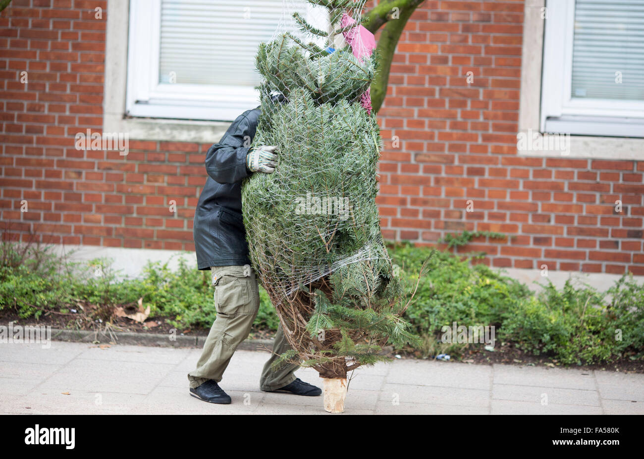 Amburgo in Germania. Un uomo le lotte per trasportare un albero di Natale giù per una strada Foto Stock