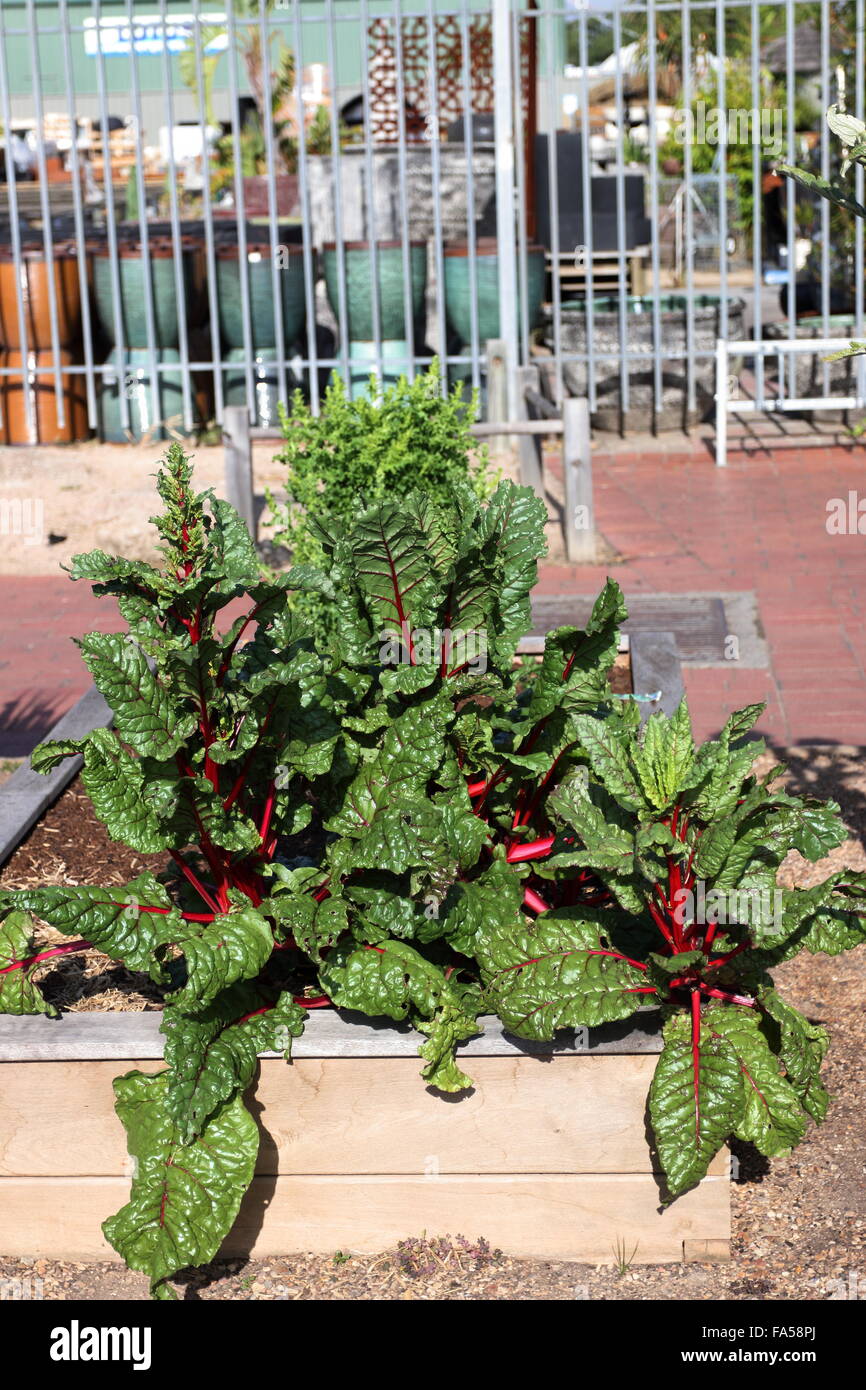 Rheum rhabarbarum o anche conosciuto come il rabarbaro crescente sul giardino rialzato Foto Stock