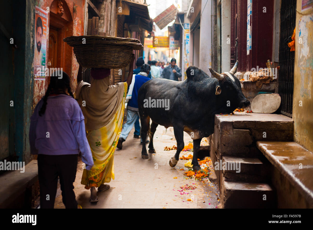 Santo mucca nera con corpo grande e le corna bloccando le persone camminare in uno stretto vicolo Foto Stock