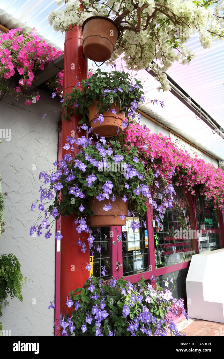 Pieno fiore bianco bouganville, rosa e viola nelle petunie Foto Stock