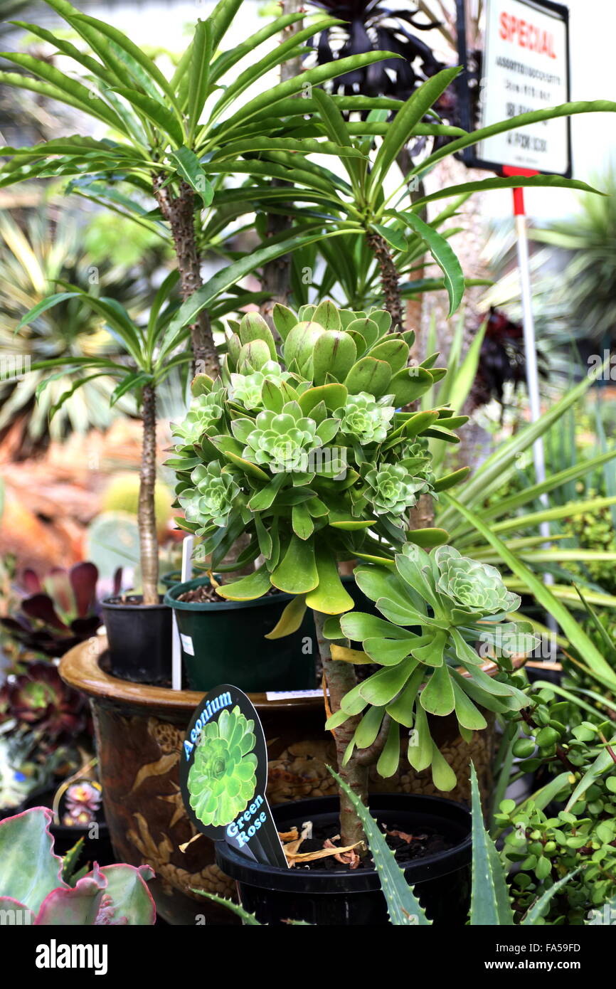 Aeonium o noto come verde succulente Rose Foto Stock