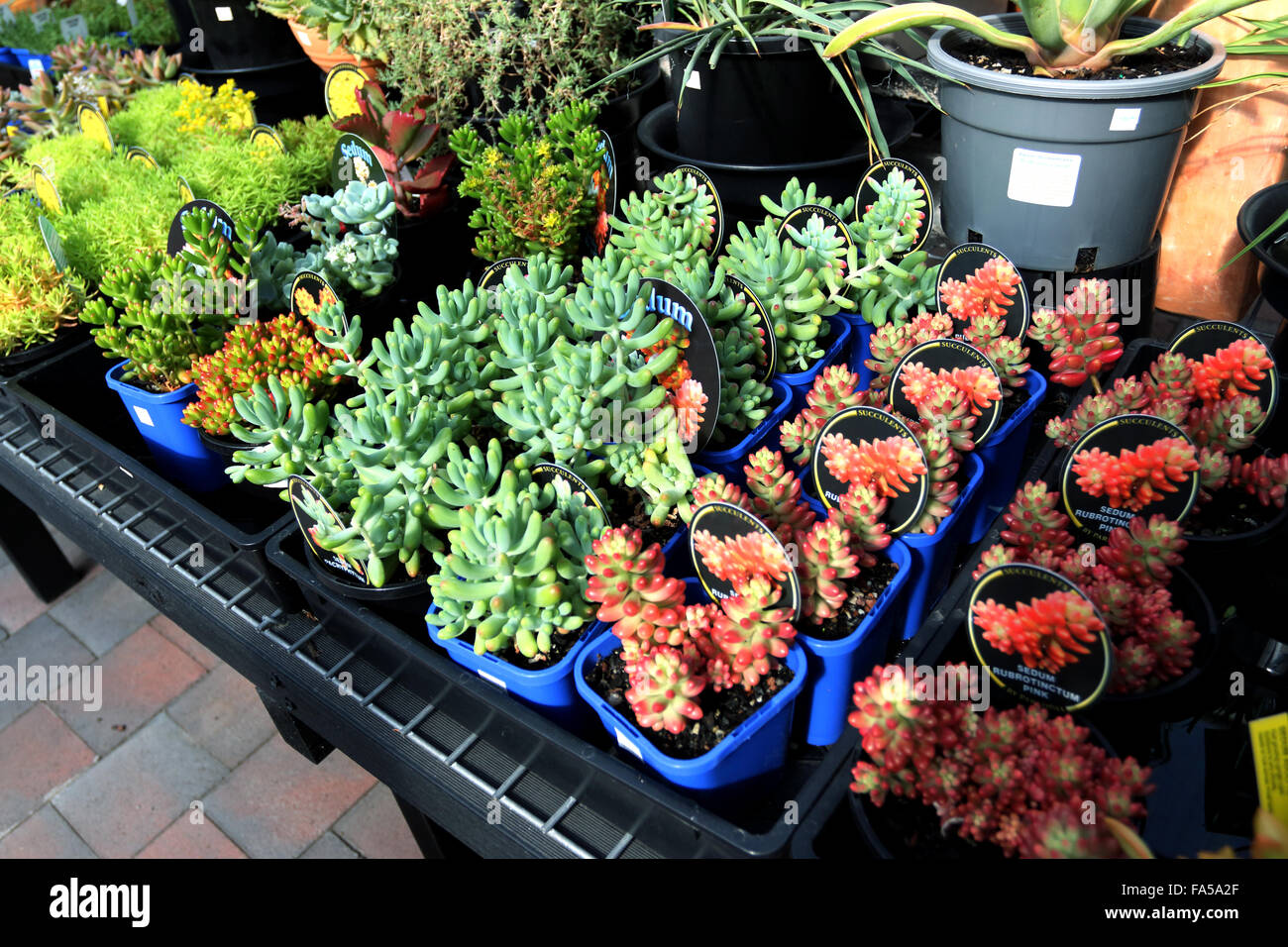 Sedum Jelly Beans succulente in vendita Foto Stock