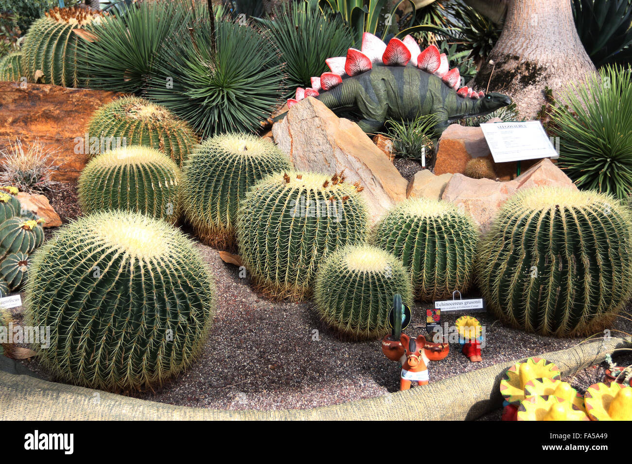Barrel Cactus coltivazione in serra in vivaio locale Foto Stock