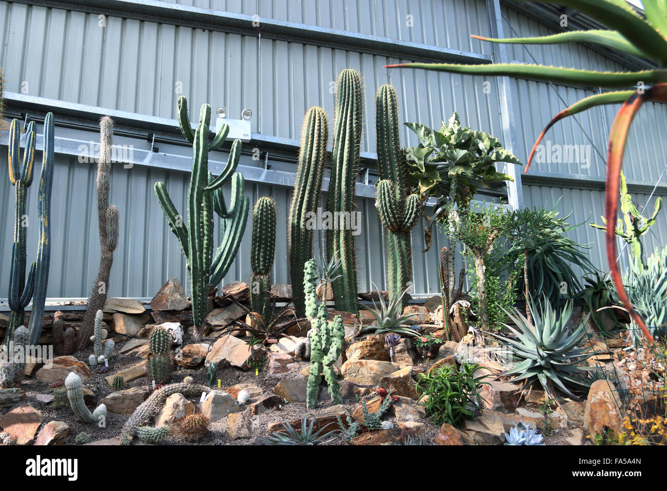Tutti i tipi di Cactus varietà coltivate in un vivaio Foto Stock