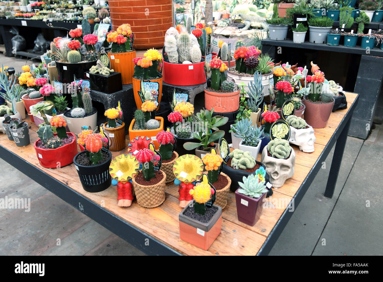 Tutti i tipi di cactus e piante succulente in vendita presso un vivaio locale Foto Stock Tutti i tipi di cactus e piante succulente in vendita presso un vivaio locale Foto Stock