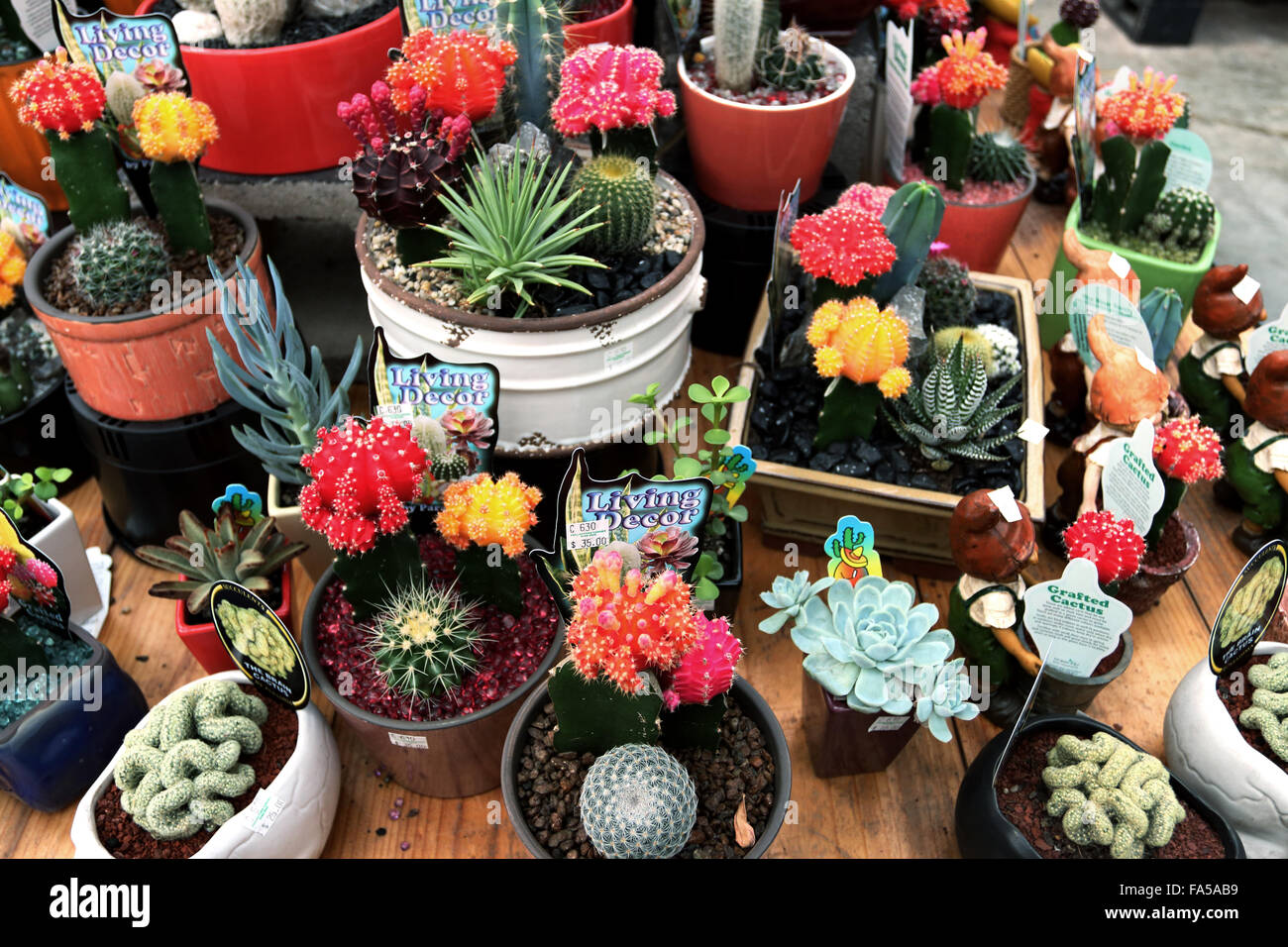 Tutti i tipi di cactus e piante succulente in vendita presso un vivaio locale Foto Stock