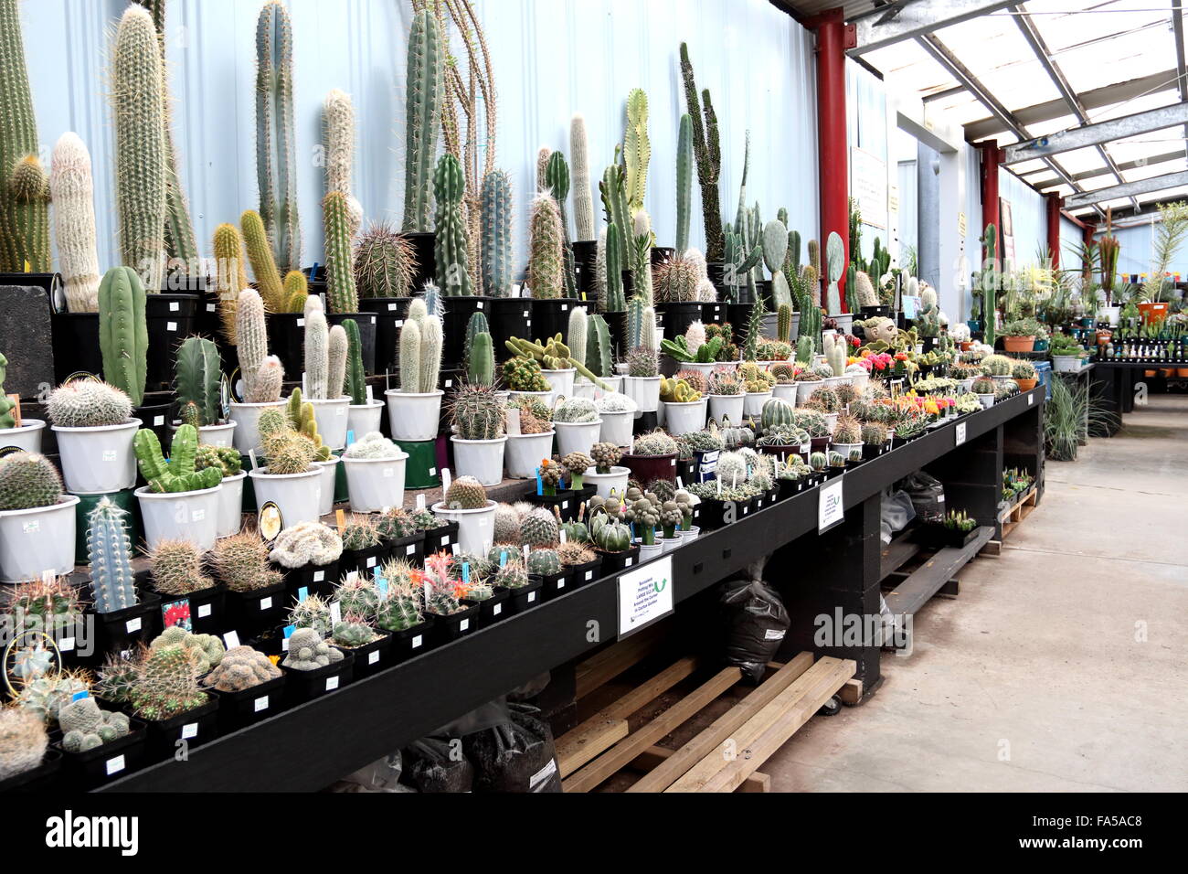 Tutti i tipi di Cactus varietà coltivate in un vivaio Foto Stock Tutti i tipi di Cactus varietà coltivate in un vivaio Foto Stock