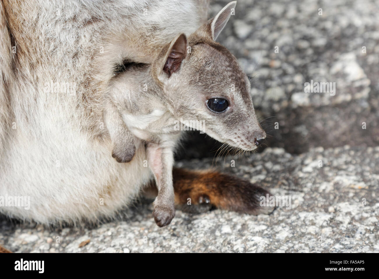 Rock wallaby baby in custodia Presso Granite Gorge Mareeba Aeroporto Foto Stock