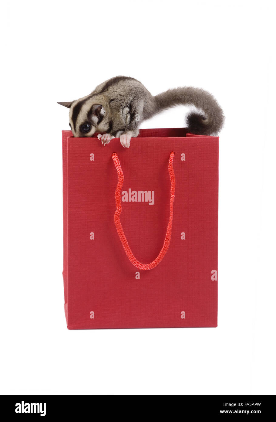 Carino scoiattolo battenti trovare qualcosa in little red shopping bag su sfondo bianco. Foto Stock