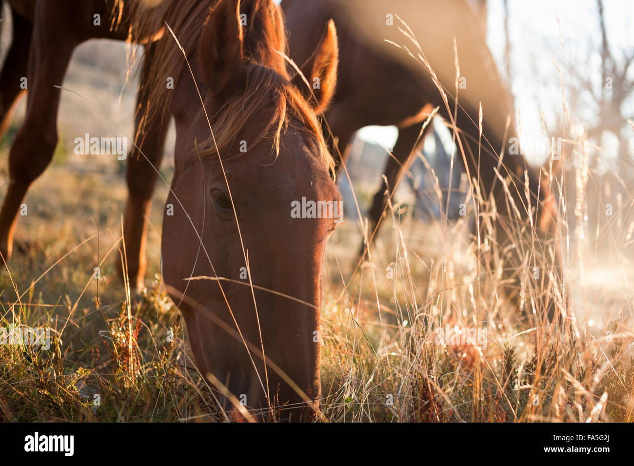 Packhorses pascolare in un prato alpino durante un Bogong cavallo avventura in stile vittoriano paese alta. Foto Stock