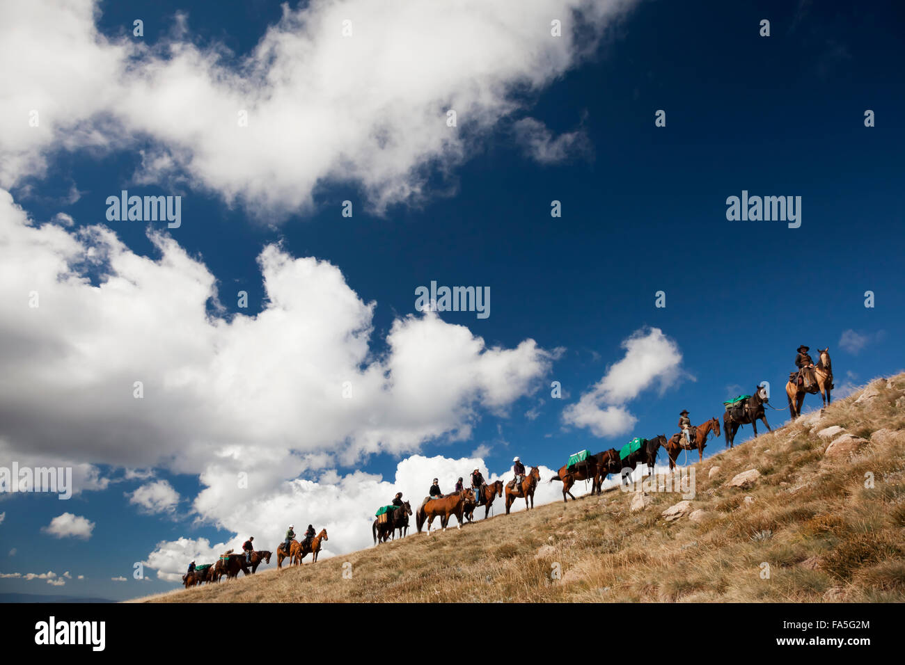 Un treno di piloti e packhorses ascend Timms sprone per l'Bogong High Plains durante un Bogong avventura a cavallo. Foto Stock