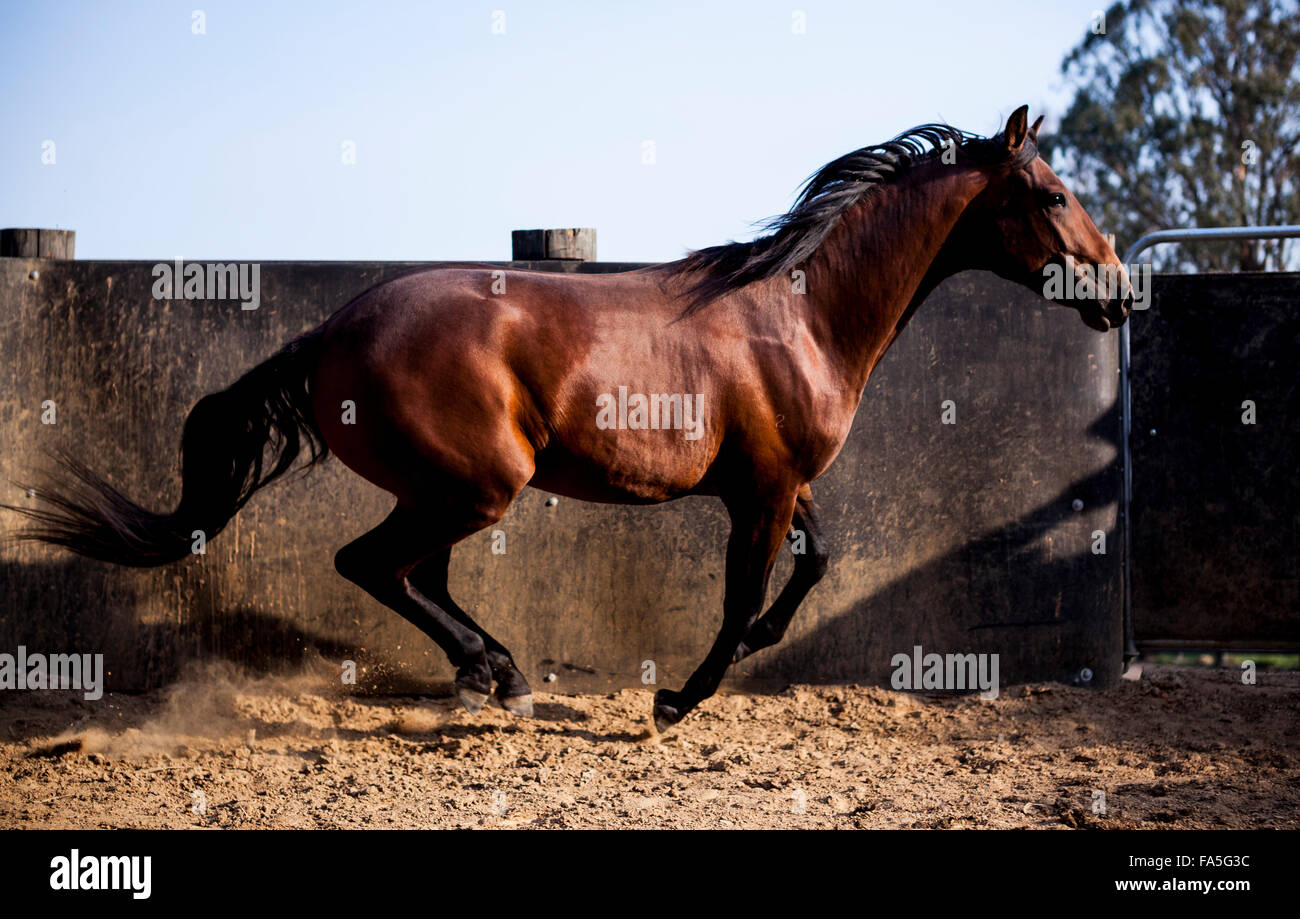 Un puledro Australian Stock cavallo essendo lavorato in un round yard in stile vittoriano paese alta. Foto Stock