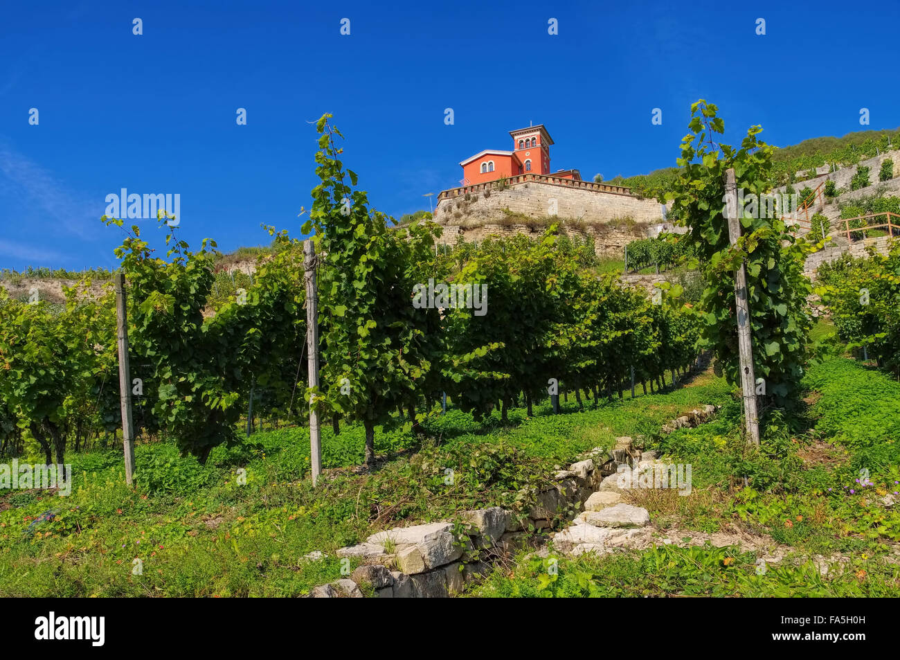 Saale Unstrut Weinberge - Saale Unstrut vigneti 02 Foto Stock