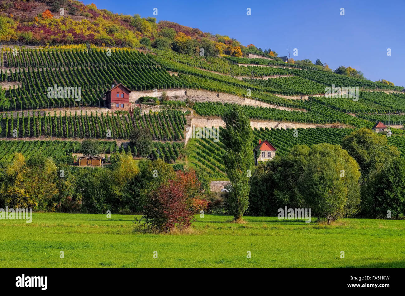 Saale Unstrut Weinberge - Saale Unstrut vigneti 05 Foto Stock