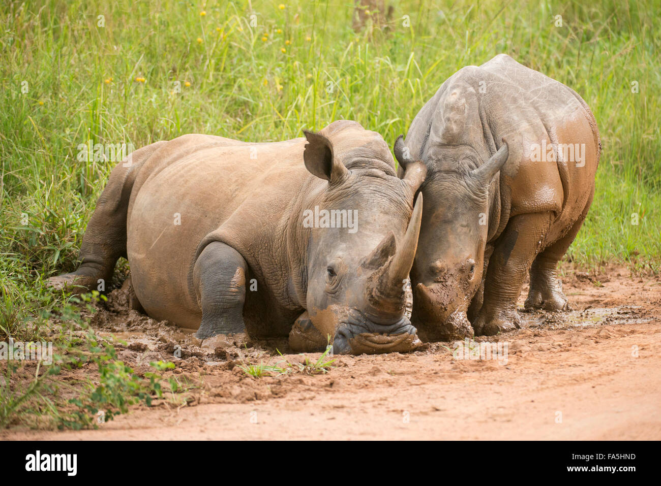 Rinoceronte bianco con giovani di prendere un bagno di fango (Ceratotherium simum), Ziwa santuario di Rhino, Uganda Foto Stock