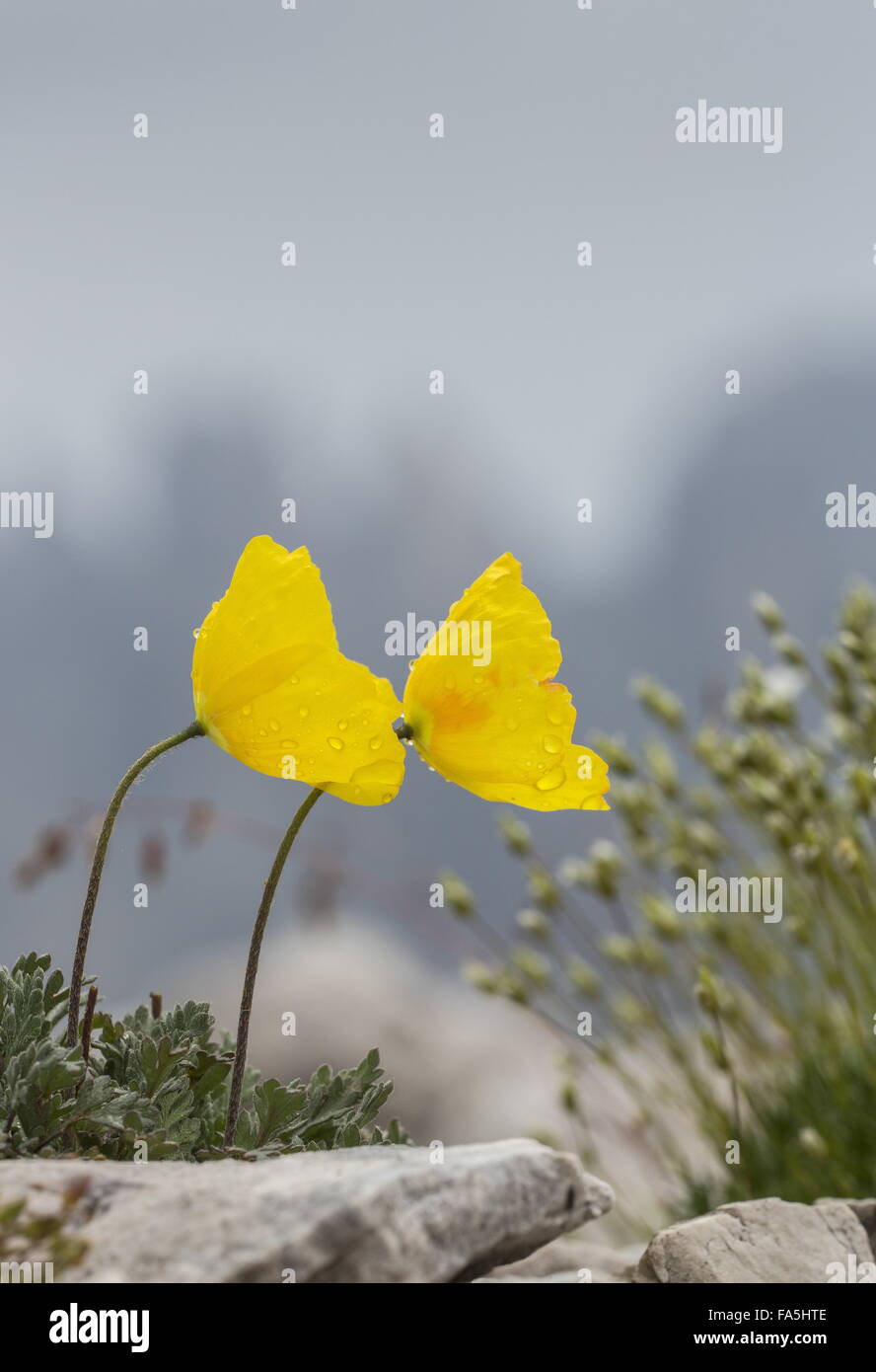 Ferrovia retica, papavero Papaver alpinum (Papaver aurantiacum) in fiore nei Dolomiti. Foto Stock