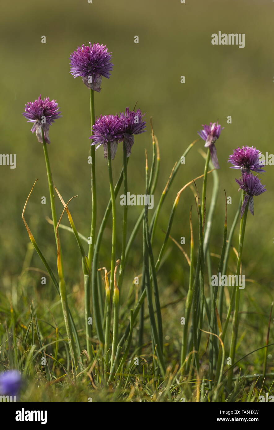 Erba cipollina, Allium schoenoprasum in fiore nelle alpi. Foto Stock